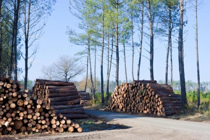 Exploitant forestier, Dinan